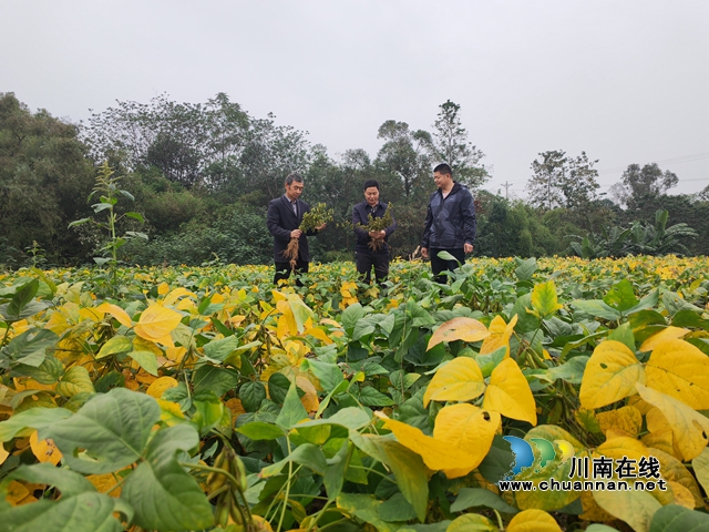 闲置地里长势良好的大豆（曾佐然摄）.jpg