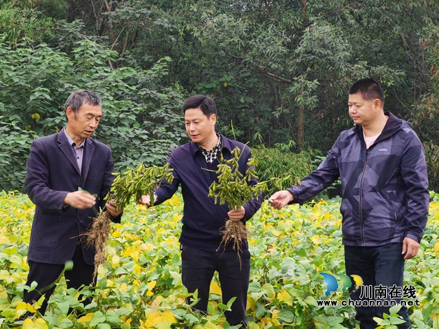 镇村干部察看大豆长势（曾佐然摄）.jpg