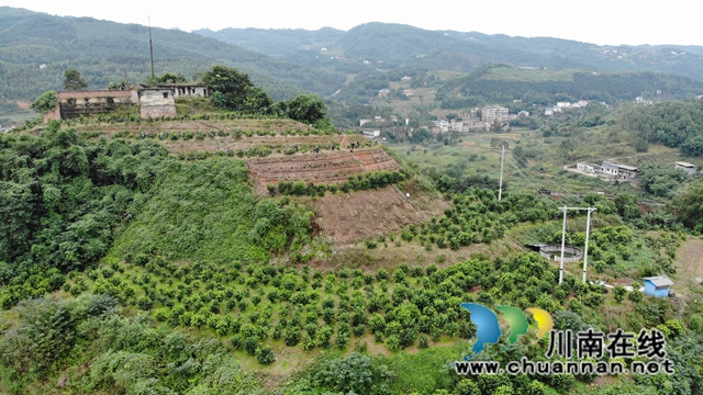 乡贤创新基地：泸县果优美柑橘种植专业合作社（柑橘产业园基地）.JPG