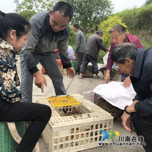 泸县：乡贤不忘故土恩，捐赠鸡苗暖人心