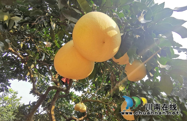 古蔺永乐：“柚”香“柚”甜，乡贤带头助力乡村振兴