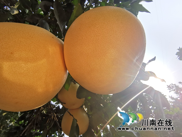 两河口村蜜柚 (4).jpg