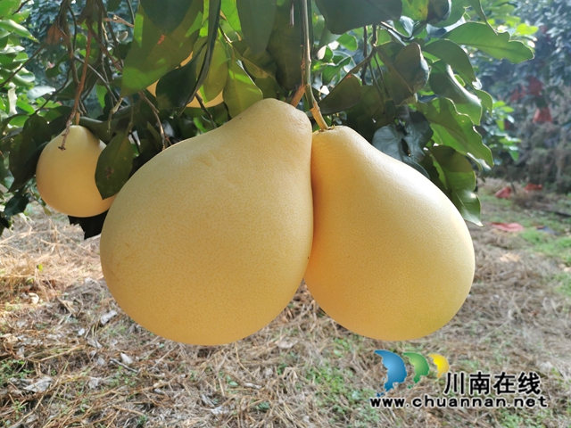 两河口村蜜柚 (5).jpg