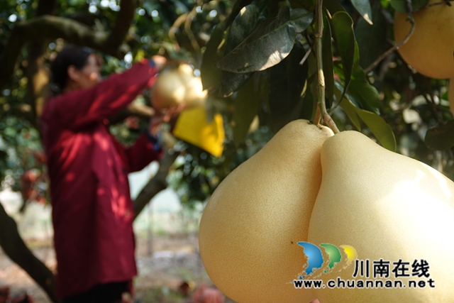 两河口村蜜柚.jpg