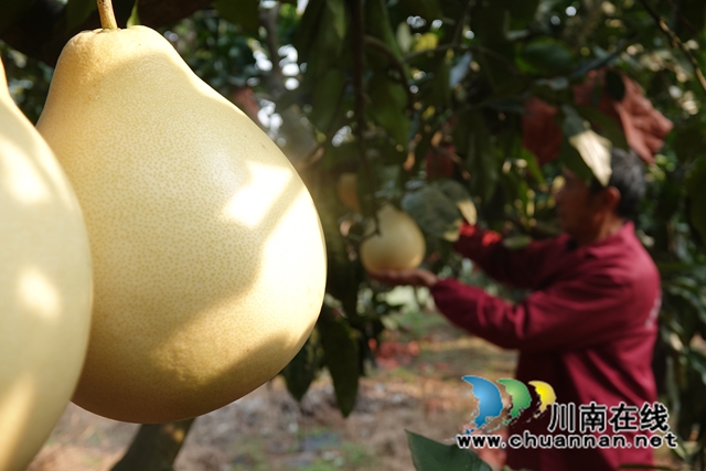 阮方超采摘蜜柚 (2).jpg