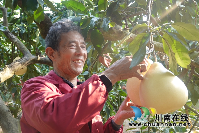 阮方超采摘蜜柚.jpg