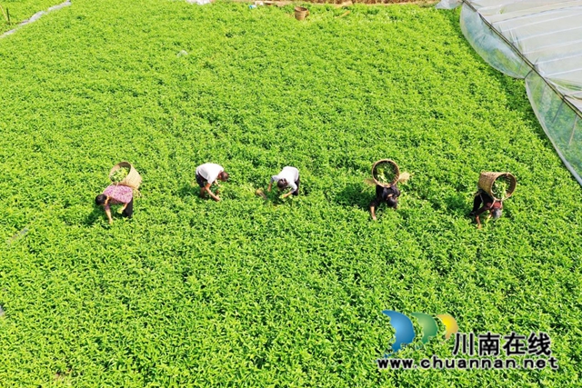 泸县“乡贤农场”带动村民脱贫致富