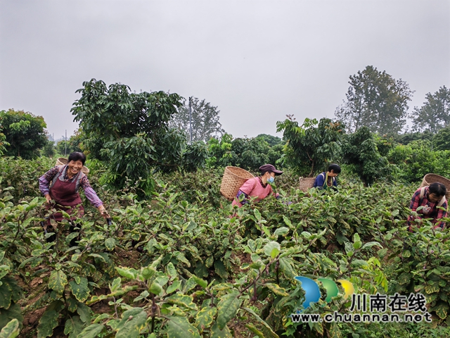 村民采摘龙眼林下种植的茄子（曾佐然摄）.jpg