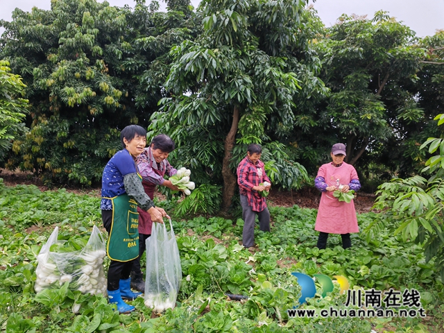 龙眼林下村民采收蔬菜（曾佐然摄）.jpg
