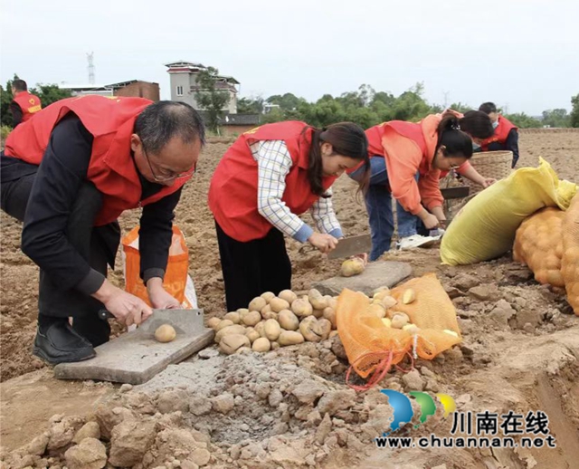 泸县奇峰镇统战成员助力晚秋生产保障粮食安全