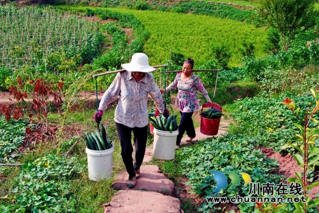 泸县石桥镇：果蔬鲜欲滴，丰收景正好