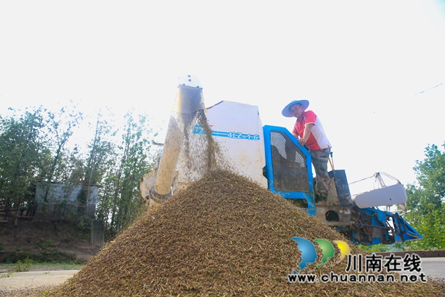 龙马潭：紫米飘香迎丰收，营养丰富效益高
