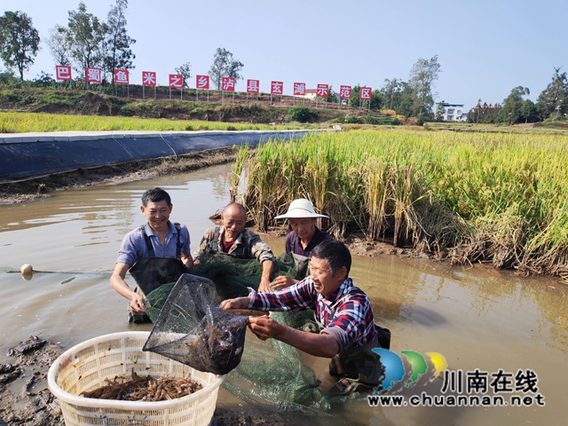 村民捕捞大头虾（曾佐然摄）.jpg