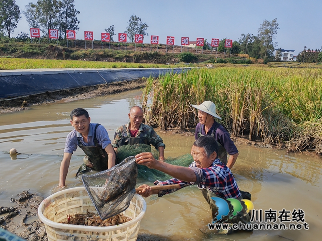 村民捕捞大头虾1（曾佐然摄）.jpg