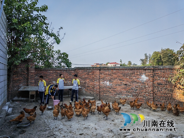 饲养鸡（曾佐然摄）.jpg