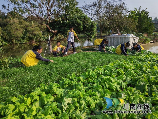 为蔬菜除草（曾佐然摄）.jpg