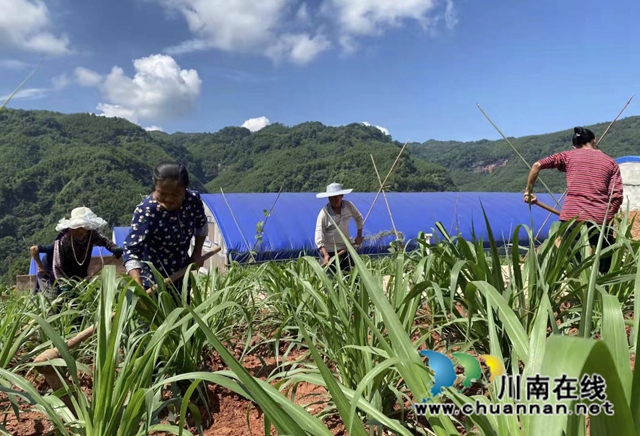 合江县凤鸣镇：金牧粮草蓬勃生，种养循环产业兴