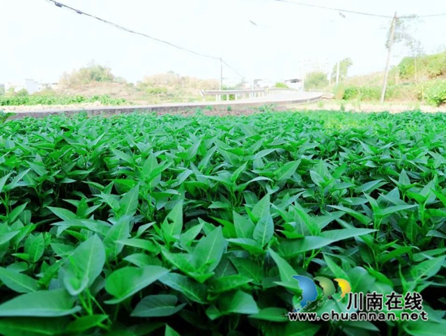 泸县：乡贤护理蔬菜园，丰收季节笑开颜