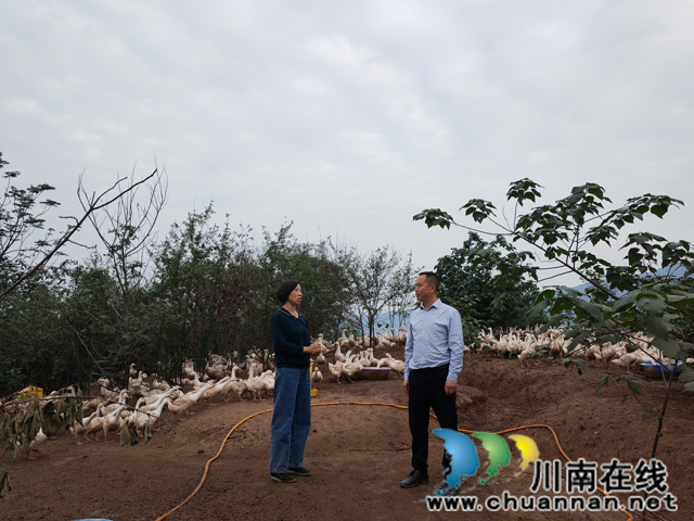 驻村第一书记微信招商 泸县方洞镇庆丰村闲置猪场变养鹅场