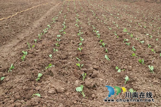 泸县毗卢镇：乡村振兴不松劲，深秋油菜种植忙