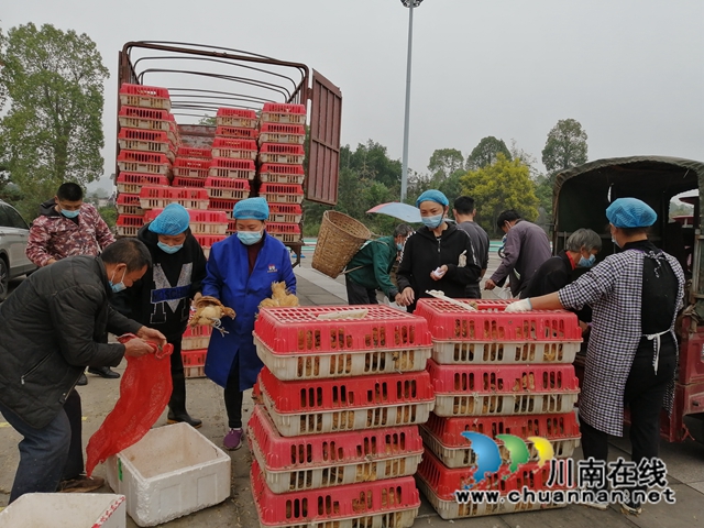 泸县残联为立石镇困难残疾户免费发放鸡苗1440只