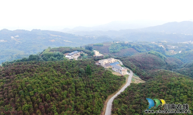 上马镇黄桷坝村万亩红豆杉.jpg