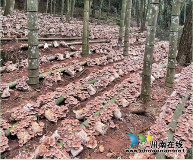 合江县先滩镇：种下马桑菌，撑起致富“伞”