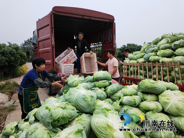 泸县：砥砺促振兴，乡村谱新篇