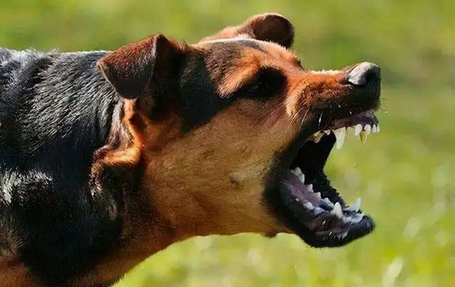 西南医大中医院动物致伤中心·犬伤门诊开诊!(图1) 诊1.jpg