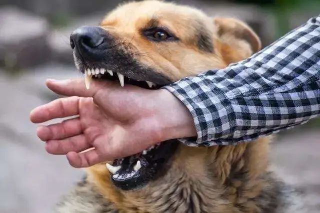 西南医大中医院动物致伤中心·犬伤门诊开诊!(图2) 诊2.jpg