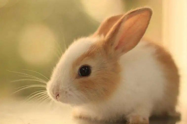 西南医大中医院动物致伤中心·犬伤门诊开诊!(图16) 诊16.jpg