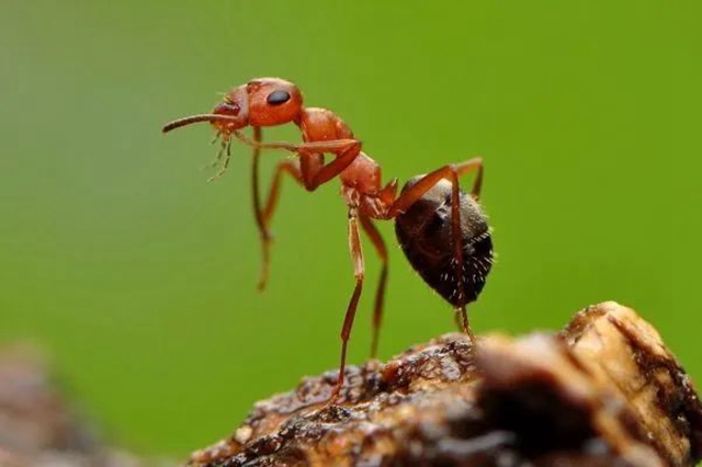 西南医大中医院动物致伤中心·犬伤门诊开诊!(图15) 诊15.jpg