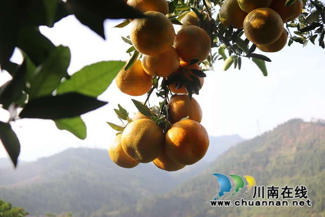 古蔺永乐：新乡贤带头提灌保生产，苦尽“柑”来
