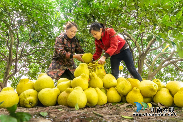 合江县真龙镇：万亩柚子迎丰收，乡贤助农日子甜！