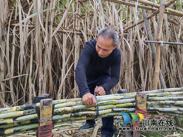 捆甘蔗（曾佐然摄）.jpg