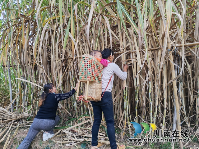 除去甘蔗老叶（曾佐然摄）.jpg