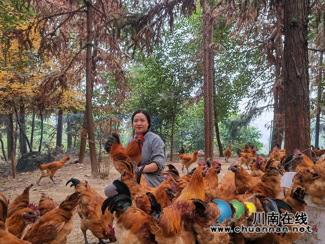童琼和她饲养的跑山鸡在一起（曾佐然摄）.jpg