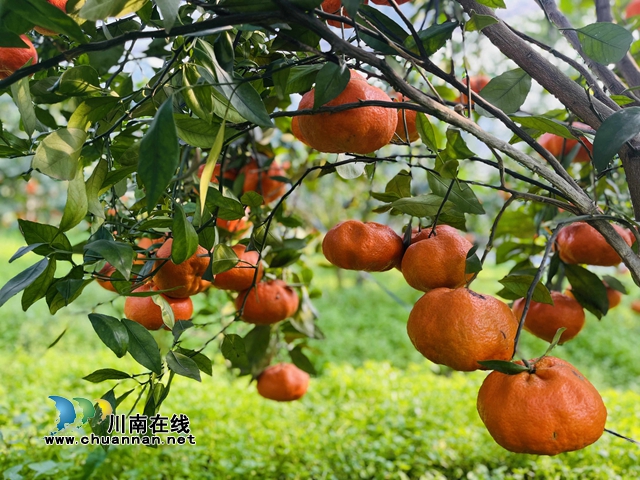 沉甸甸的果实压弯枝头.jpg