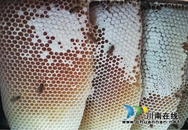 合江县先滩镇：商会助力解难题，蜂农生活甜如蜜
