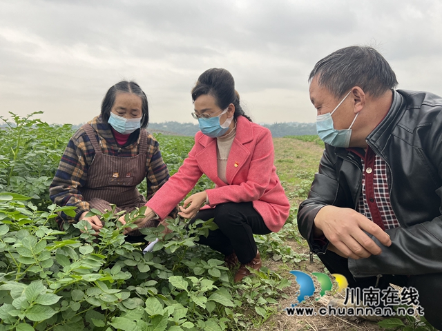 纳溪：降温来了农作物咋防冻，听听农技专家来支招！