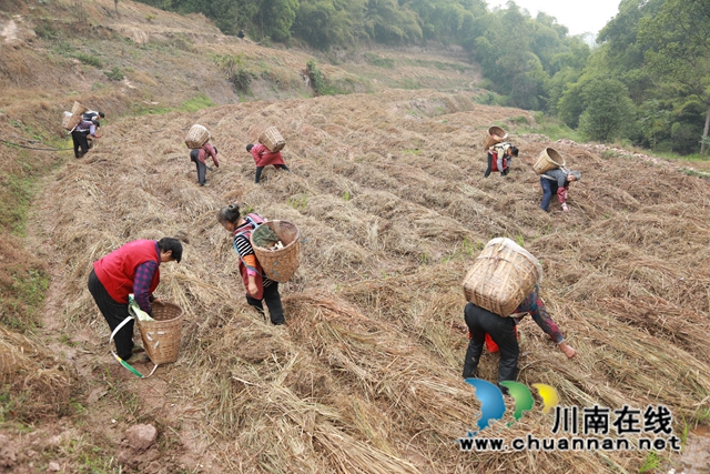 合江县甘雨镇：夫妻返乡种蘑菇，扩宽村民致富路