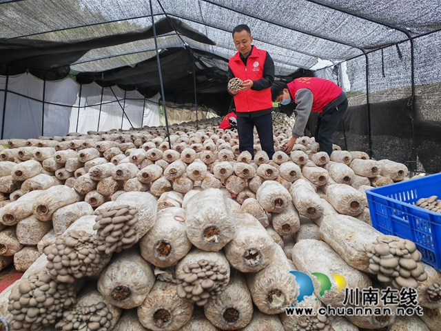 泸县：龙眼树下种蘑菇，敢叫石山变金山