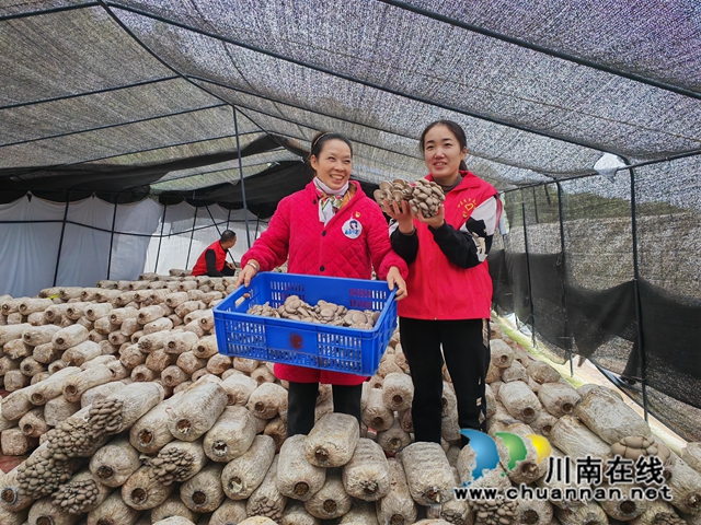 采摘蘑菇1（曾佐然摄）.jpg