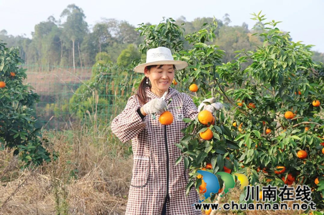 泸县柑橘喜丰收 果农笑颜采摘忙