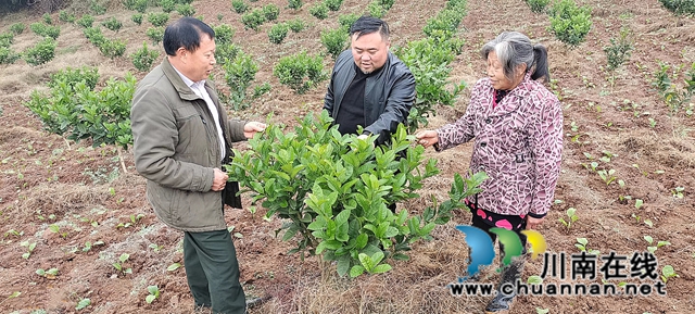 纳溪:以短养长,美术设计师种佛手套种车前草增收(图2) 图2:给村民讲解冬季佛手管理技术.jpg