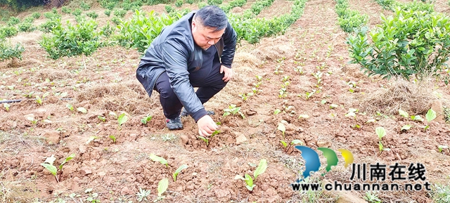 纳溪：以短养长，美术设计师种佛手套种车前草增收