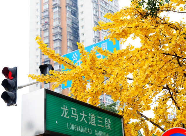 【警惕】泸州街头这种果子已熟,伸手就中毒!(图3) 3.jpg