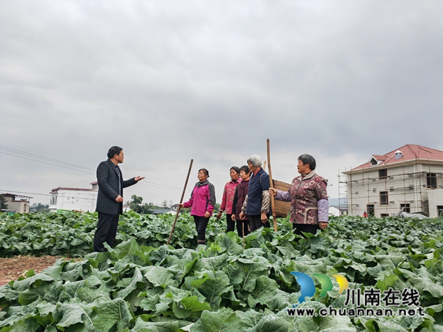 泸县:无人机飞防,保28.5万亩油菜安全越冬夺丰收(图3) 农技人员进行油菜病虫害防治培训(曾佐然摄).jpg