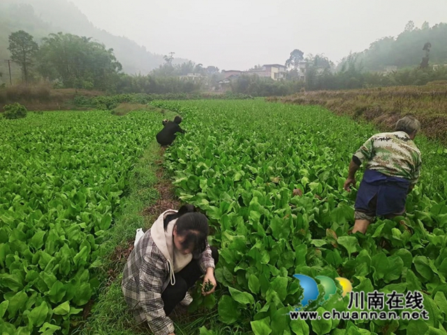 合江县凤鸣镇：药稻轮值效益好，“泽泻”产业助增收