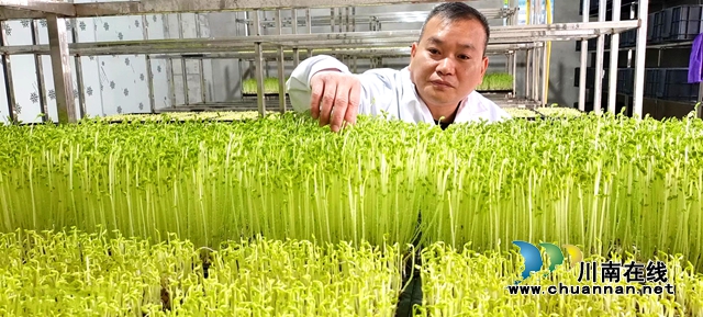纳溪：有机芽苗菜“生”出致富路